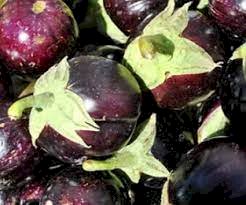 செவந்தம்பட்டி கத்தரி-விதை