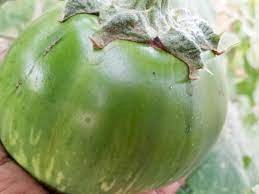 சேலம் முள் கத்தரி-விதை