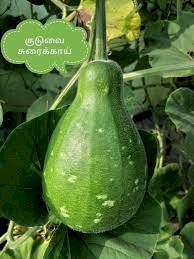 குண்டு சுரை-விதை