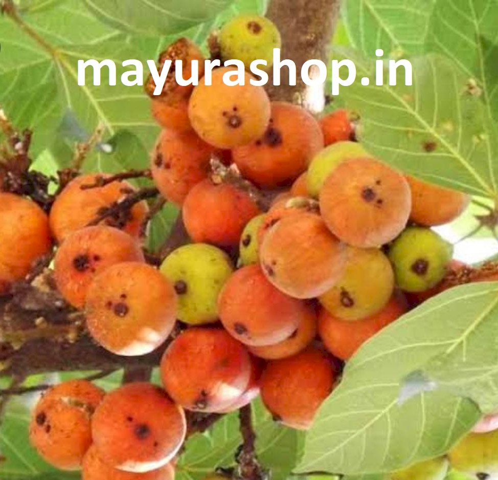நாட்டு அத்தி மரம்