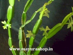 முப்பிரண்டை