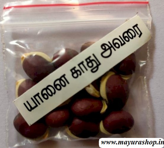  யானைக்காது அவரை 5 Grm Pocket-விதை