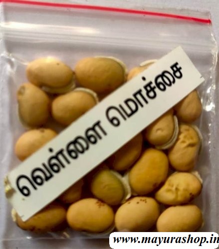 வெள்ளை மொச்சை   5 Grm Packet 