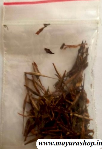 cosmos seed - 5 Grm 