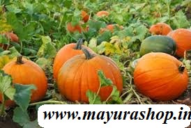  பரங்கிக்காய் pumpkin 5 Grm Pocket