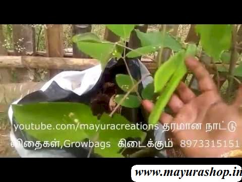  தமட்டை அவரை, 5 Grm Pocket-விதை