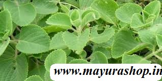 கற்பூரவள்ளி 