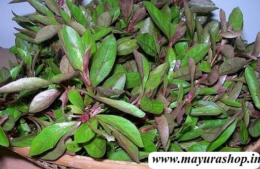 சிவப்பு பொன்னாங்கன்னி