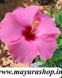 செம்பருத்தி Dark Pink vaisrai