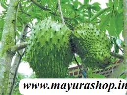 முள் சீத்தா செடி