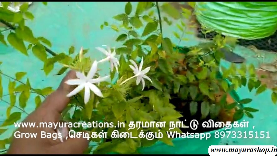 கலர் காக்கரட்டான் செடி