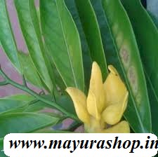 மனோரஞ்சிதம்