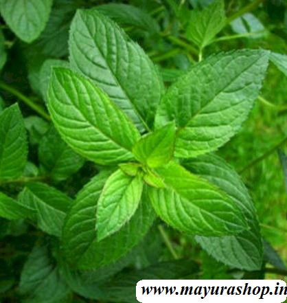 peppermint thulasi .