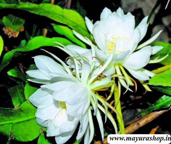 ப்ரம்ம கமலம். 