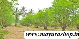 செடி முருங்கை