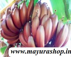 செவ்வாழை 