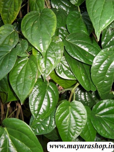 கருப்பு வெற்றிலை