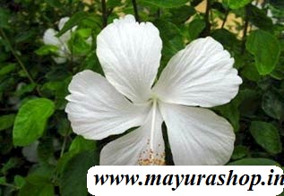 செம்பருத்தி வெள்ளை