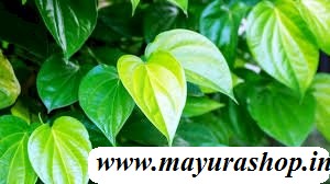 வெள்ளை வெற்றிலை