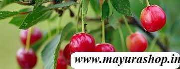 west indies cherry