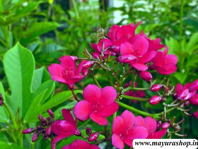 jatropha flower plant