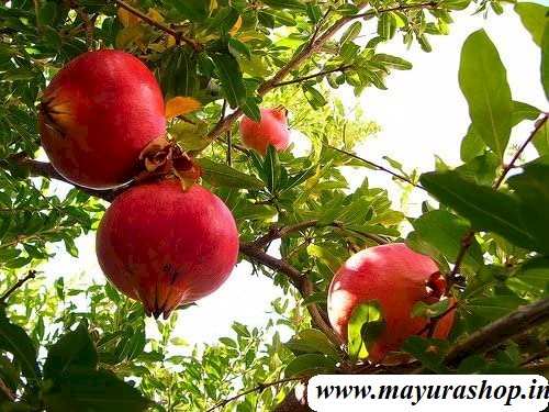  மாதுளை பழ செடி 