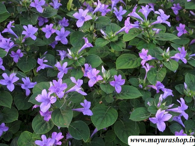 December flower plant Blue
