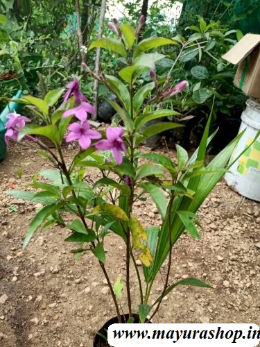 violet malli  flower