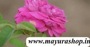 நாட்டு ரோஜா