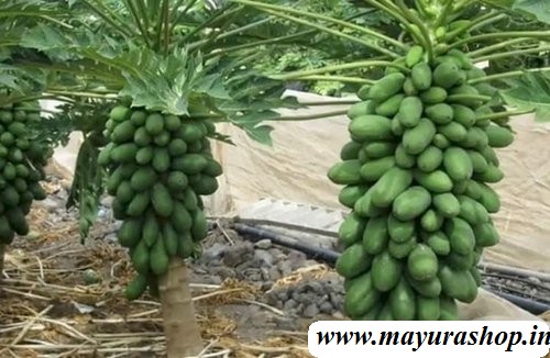 Red Lady Papaya 