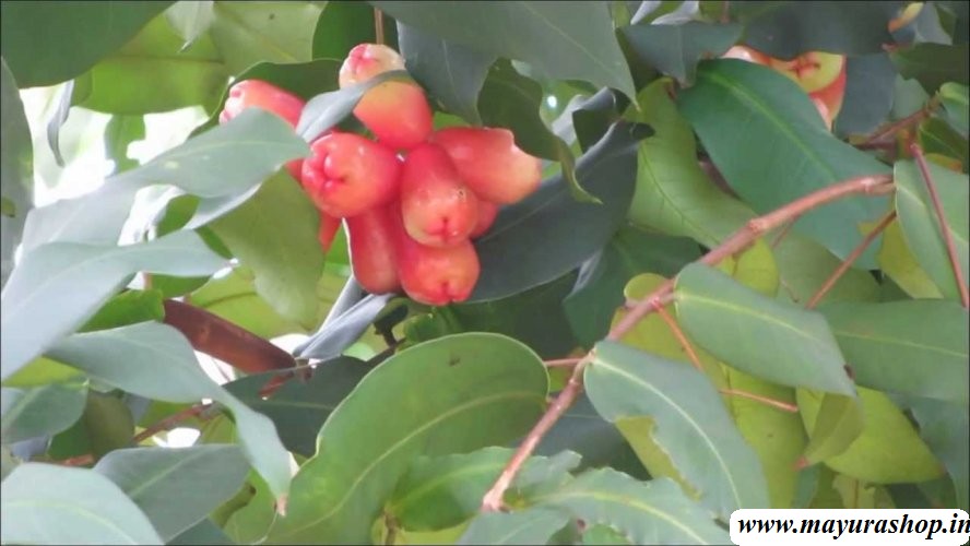 Water Apple Plant  Pink