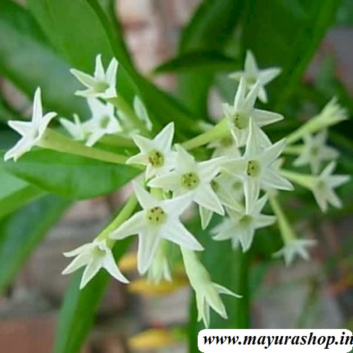 Night Queen Plant
