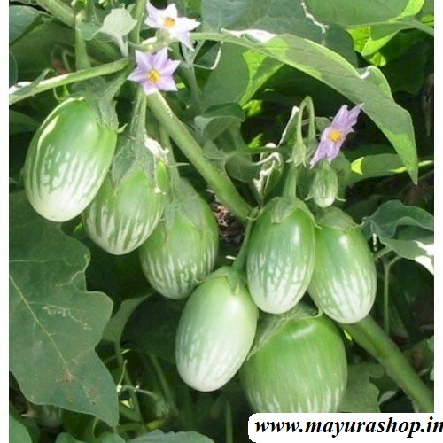 பச்சை கத்தரி விதை  5 Grm Packet -விதை