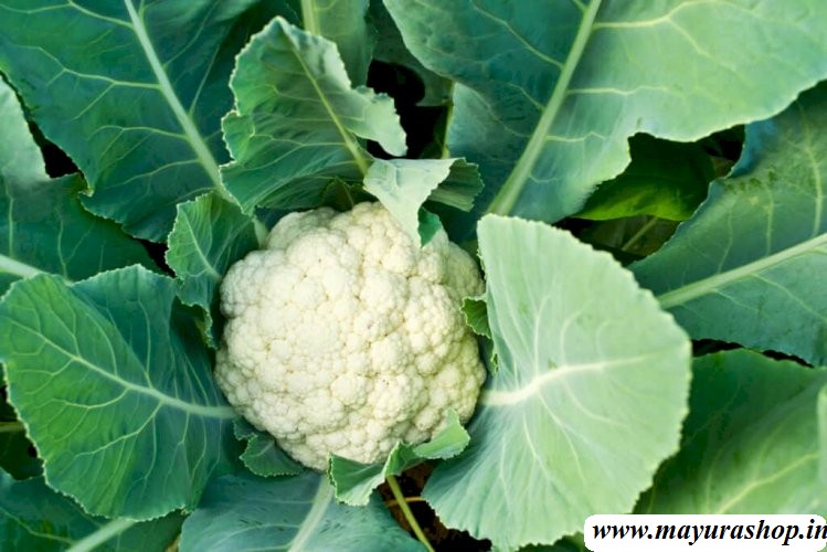 காலிஃபிளவர் விதை   - cauliflower seeds-விதை