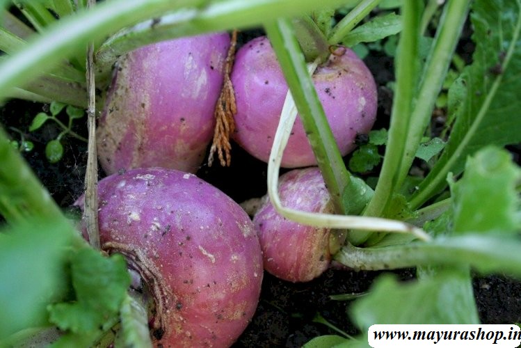 turnip plant seed  5 Grm Packet -விதை