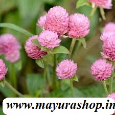 வாடாமல்லி light  pink விதை   5 Grm Packet -விதை