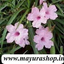Mexican Petunia  Pink