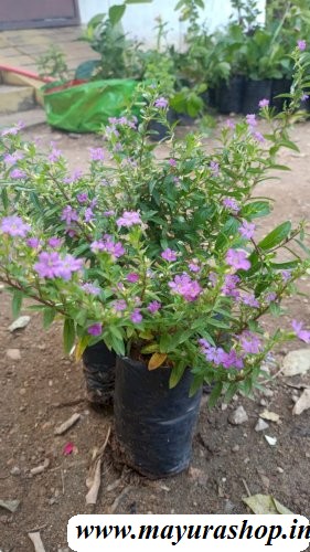  hobia flower  plant 