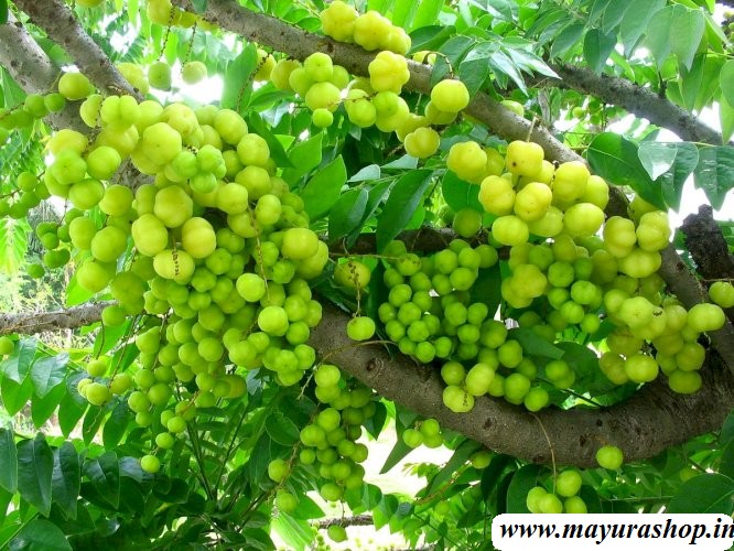 அருநெல்லி சின்ன நெல்லி செடி