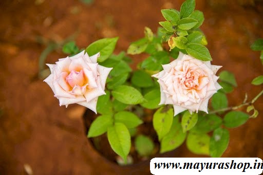 7 Days Rose