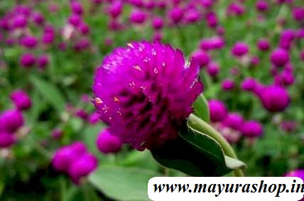 வாடாமல்லி விதை - Any Color-விதை