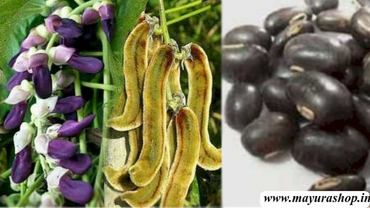 பூனைக்காலி விதை  -விதை