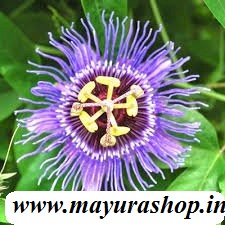 krishna kamalam plant  கிருஷ்ண கமலம் பூ செடி Blue