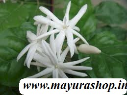 ஆந்திரா ஜாதி மல்லி