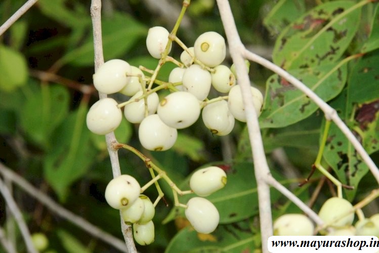 வெள்ளை நாவல் பழம் மரம்