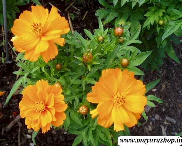 Cosmos Flower plant