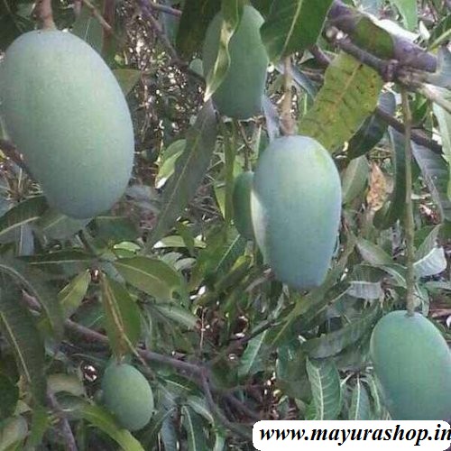 Mago Tree Kesar Grafted