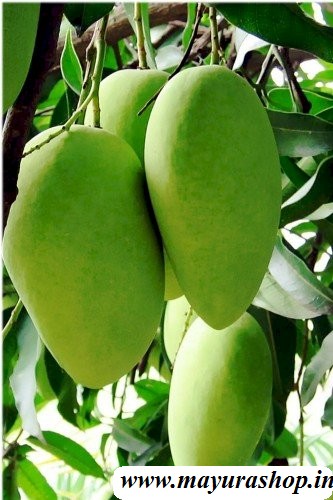 Mango Tree Neelam