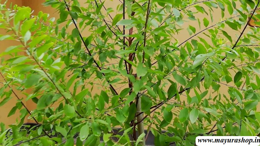 சந்தன மரம்