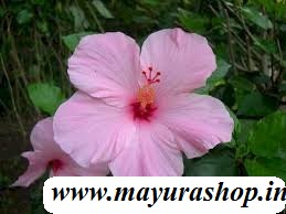 செம்பருத்தி Light Pink  
